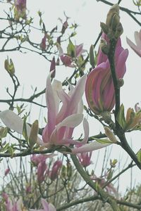 Low angle view of flower tree