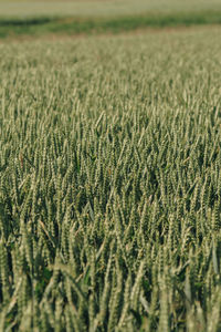 Crops growing on field