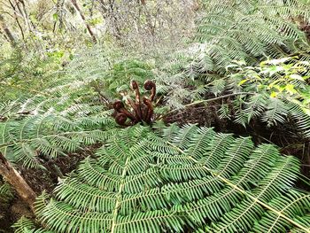 High angle view of fern in forest