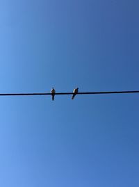 Low angle view of bird perching on cable against clear blue sky