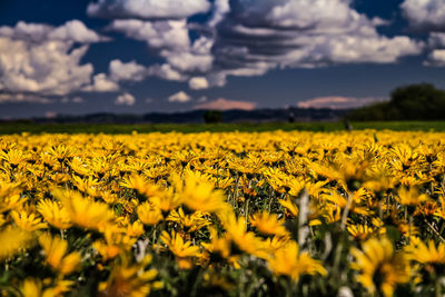 Scenic view of oilseed rape field