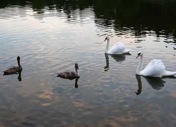 High angle view of swans swimming on lake