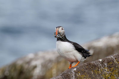 Close-up of bird perching on rock