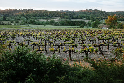 Scenic view of vinyard against trees and plants