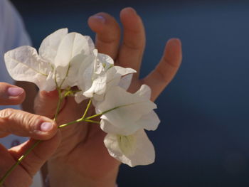 Close-up of hand holding white rose flower