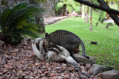 Cats playing on a field