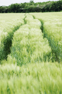 Scenic view of field