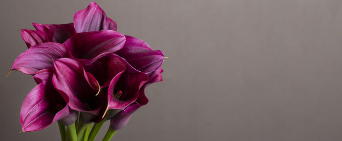 Close-up of pink rose against white background