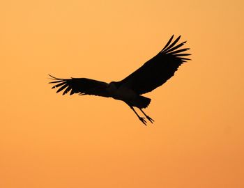 Marabou stork flying against clear sky at dusk