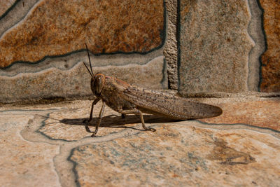 Close-up of insect on rock