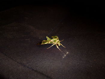 High angle view of insect on leaf