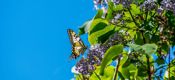 Makaon butterfly is the largest butterfly in swedish nature looking for nectar on an acid