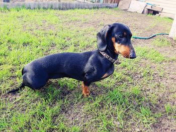 Black dog lying on field