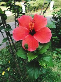 Close-up of red hibiscus blooming outdoors