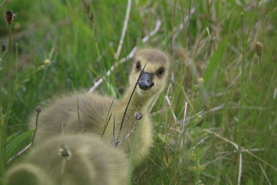 Close-up of an animal on field