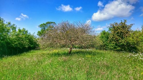 Scenic view of grassy field against cloudy sky