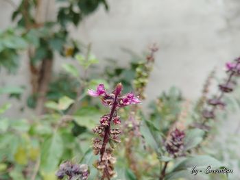 Close-up of pink flowers