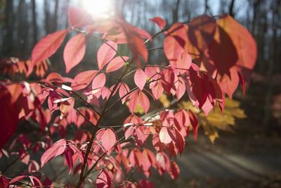 Close-up of flowering plant against trees