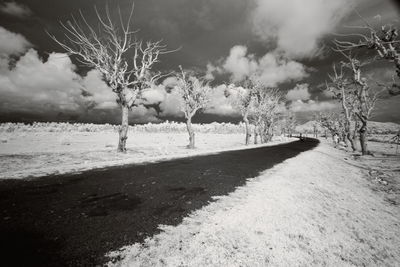 Road amidst trees on field against sky during winter