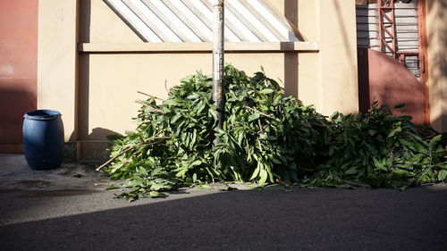 Potted plant by road in city