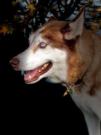 Close-up of dog looking away