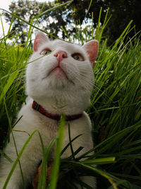 Close-up of a cat looking up