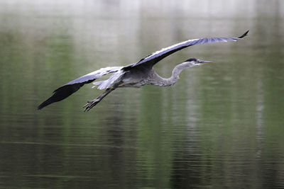 Bird flying over lake