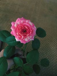 Close-up of pink rose