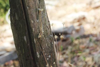 Close-up of insect on tree trunk