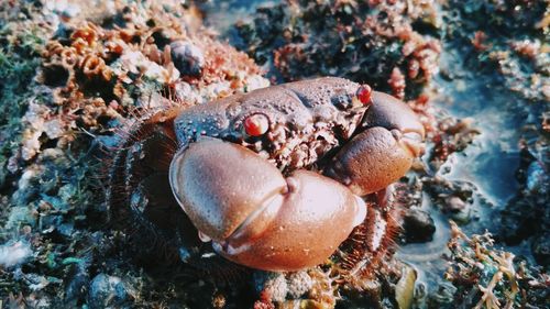 Close-up of crab on beach