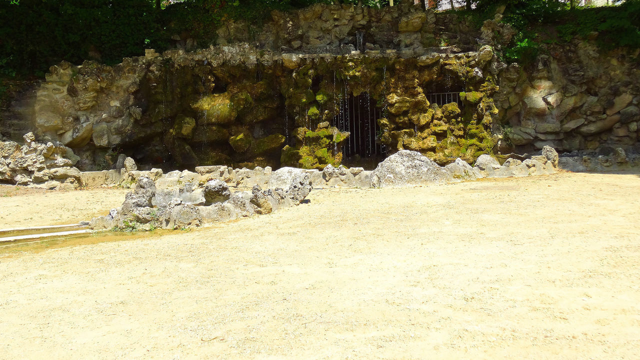 PLANTS GROWING ON ROCK