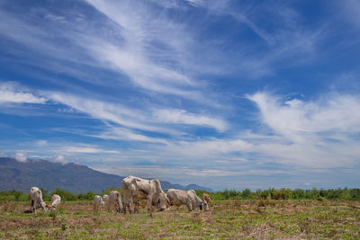 Cows grazing on field against sky