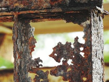 Close-up of rusty tree trunk