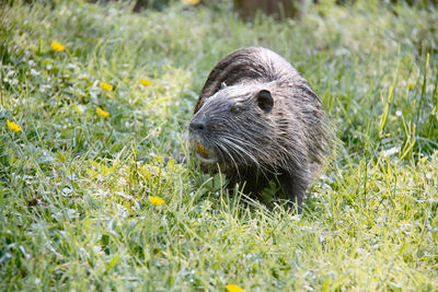 Nutria eating in the grass