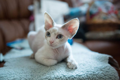 Close-up of a cat looking away
