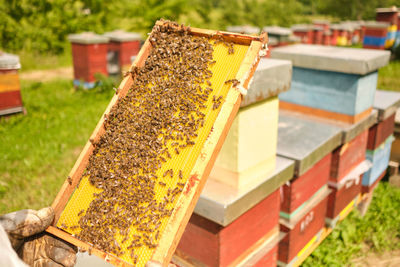 Close-up of bee on leaf