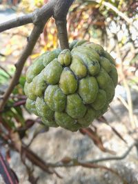 Close-up of custard apple growing on tree