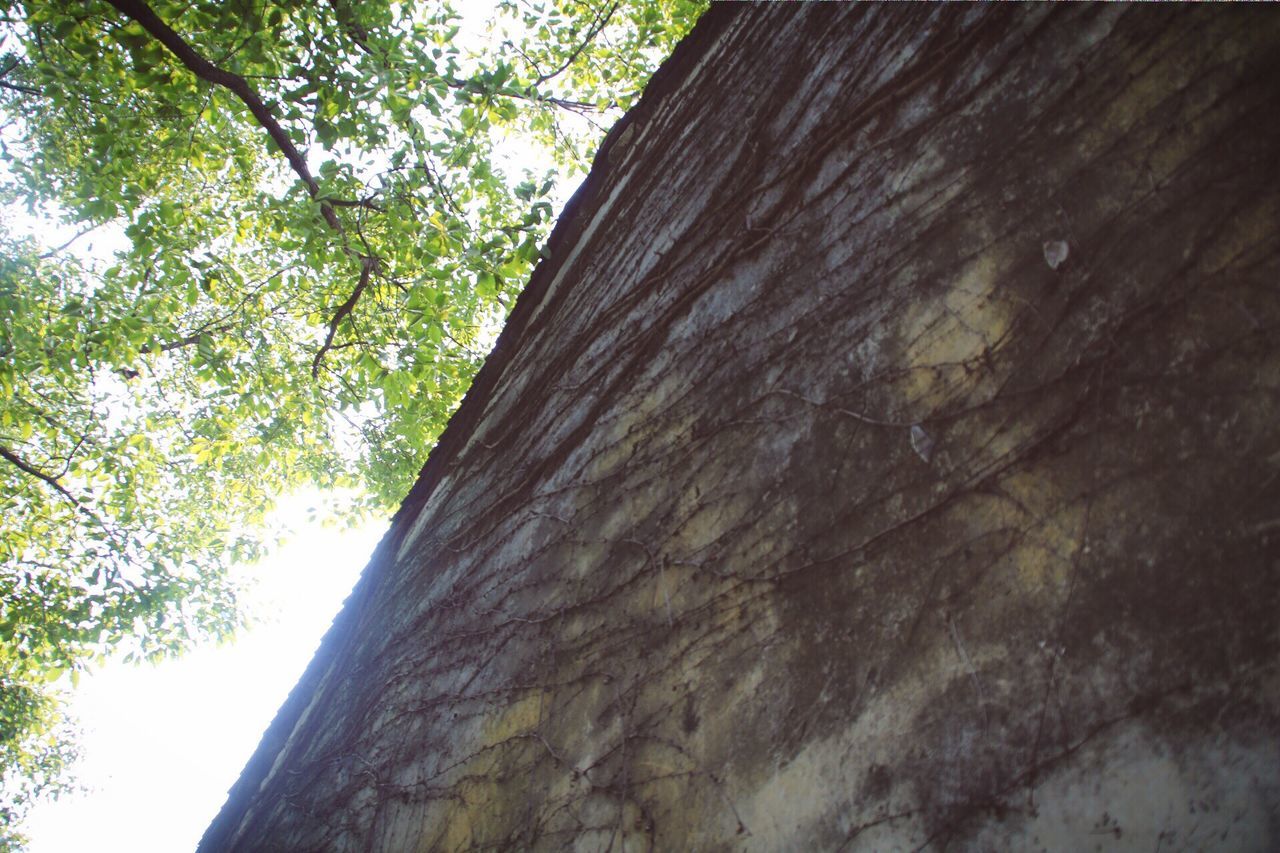 LOW ANGLE VIEW OF TREES IN FOREST