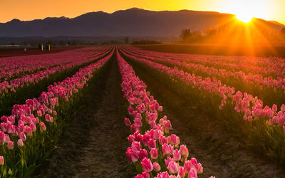 Tulip farm against mountains during sunset