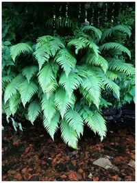 Close-up of plant growing in forest