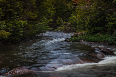 River flowing amidst trees in forest