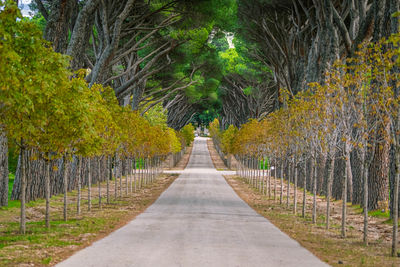 Footpath amidst trees