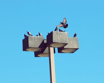 Low angle view of seagulls perching on pole