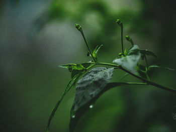 Close-up of insect on plant