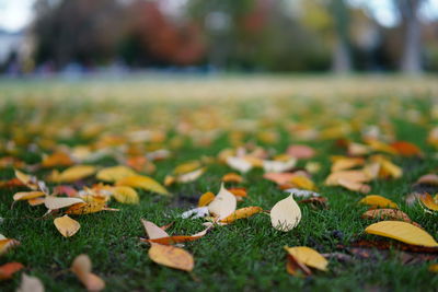 Close-up of maple leaves on field