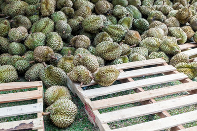 Close-up of cactus