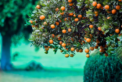 Fruits growing on tree