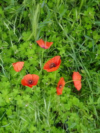 Close-up of red poppy flowers on field