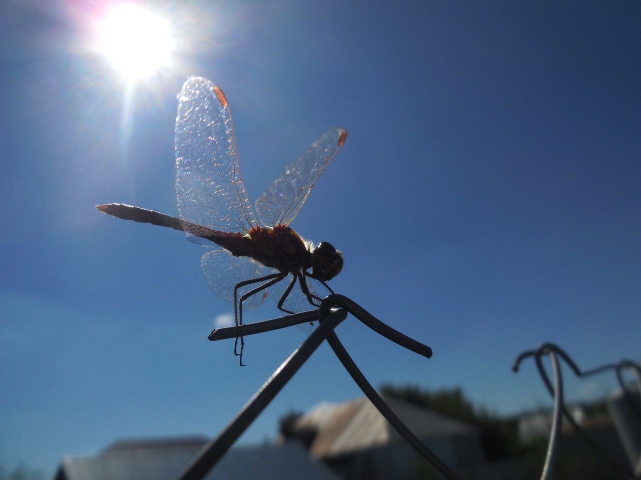 insect, sunlight, day, outdoors, animal themes, one animal, focus on foreground, blue, nature, animals in the wild, no people, close-up, sky