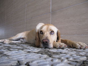 Close-up portrait of dog
